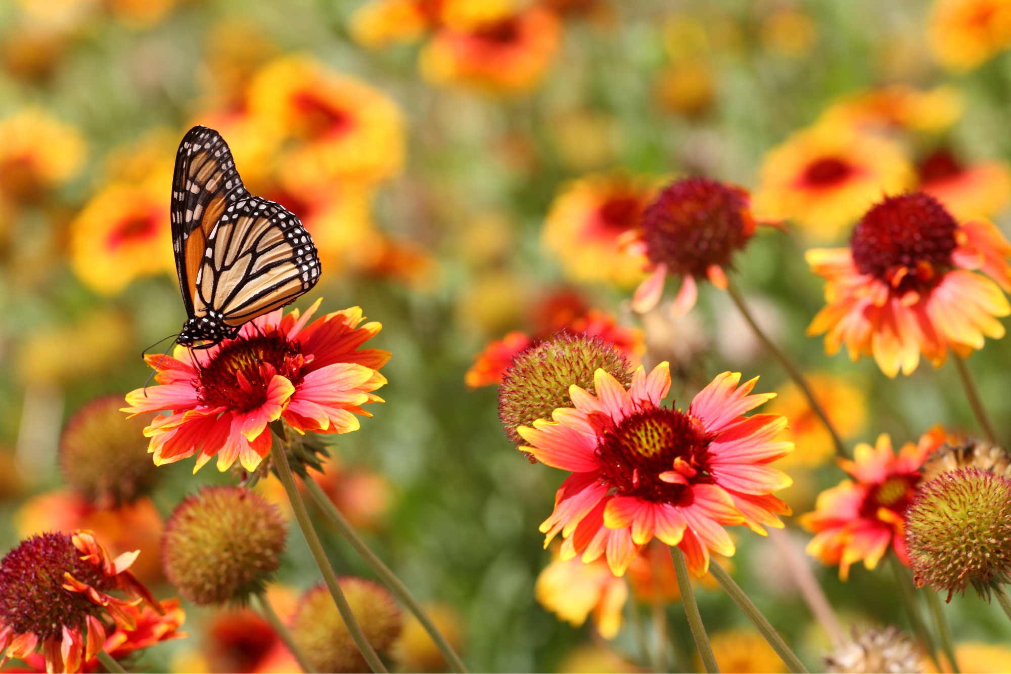 11 Reasons To Love Spring!